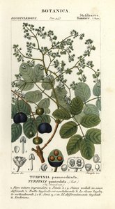 Fåreskog, Turpinia occidentalis av Stanghi Stanghi