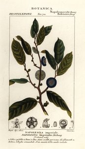 Napoleonaea imperialis av Stanghi Stanghi