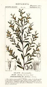 Olax stricta av Stanghi Stanghi