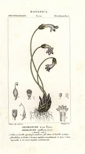 Enblomstret sopelime, Orobanche uniflora av Stanghi Stanghi