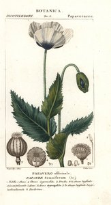 Opiumsvalmue, Popaver søvnig, Popaver officinale av Stanghi Stanghi