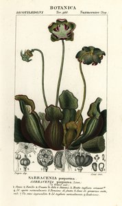 Lilla krukkeplante, Sarracenia purpurea av Stanghi Stanghi
