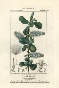 Fittepil, Salix caprea av Stanghi Stanghi