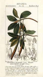 Rød mangrove, Rhizophora mangle av Stanghi Stanghi