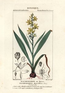 Rød rot, Wachendorfia thyrsiflora av Stanghi Stanghi