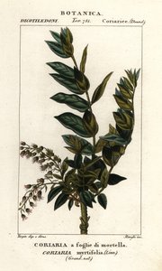 Redoul-tre, Coriaria myrtifolia av Stanghi Stanghi