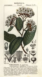 Sarcolaena multiflora av Stanghi Stanghi