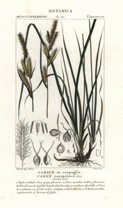 Hjørnegress, Carex caespitosa av Stanghi Stanghi