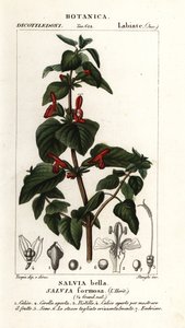 Skinnende bladsalvie, Salvia formosa av Stanghi Stanghi