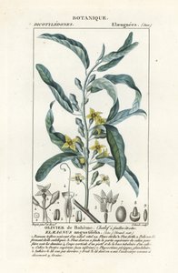 Sølvbær eller oleaster, Elaeagnus angustifolia