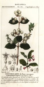 Sanouberi, Cymphoria rasamosa av Stanghi Stanghi