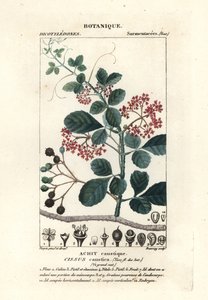 Skjebladtrebin, Cissus obovata av Stanghi Stanghi