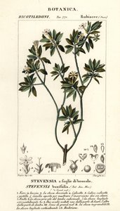 Stevensia buxifolia av Stanghi Stanghi