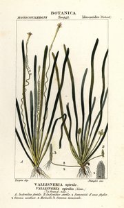 Tapegress eller ålegress, Vallisneria spiralis
