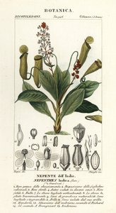 Tropisk muggeplante, Nepenthes destillatoria av Stanghi Stanghi