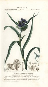 Virginia spiderwort, Tradescantia virginiana