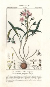 Virginia springbeauty, Claytonia virginica av Stanghi Stanghi
