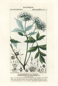 Virginia vannblad, Hydrophyllum virginianum av Stanghi Stanghi