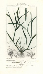 Vannrevehale, Alopecurus geniculatus av Stanghi Stanghi