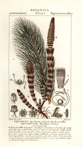 Vann kjerringrokk, Equisetum fluviatile av Stanghi Stanghi