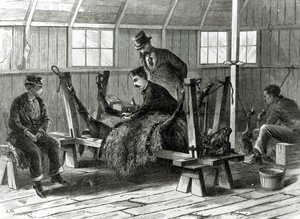Tar virus fra kalven, illustrasjon fra 
