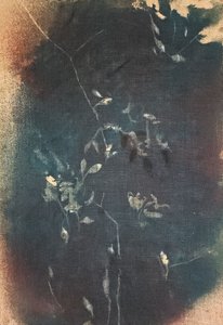 Mørkeblå botaniske motiver av Stefano Mazzolini