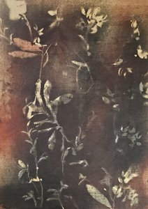 Mørke botaniske former av Stefano Mazzolini