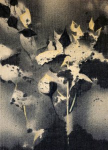 Mørke botaniske former av Stefano Mazzolini
