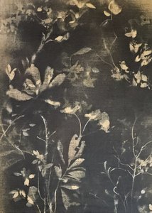 Mørk botanisk studie av Stefano Mazzolini