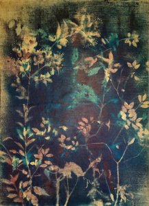 Eteriske blå botaniske motiver av Stefano Mazzolini