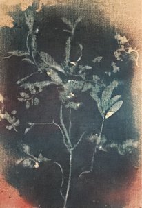 Falmet blått botanisk motiv av Stefano Mazzolini