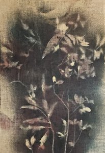 Falmede botaniske former av Stefano Mazzolini