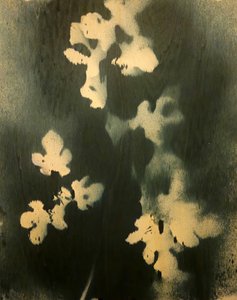 Indigoblå botanisk studie av Stefano Mazzolini