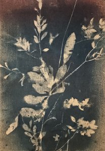 Vintageblå botaniske motiver av Stefano Mazzolini