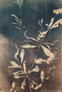 Vintage blå botaniske motiver av Stefano Mazzolini