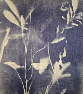 Vintage botaniske blåtoner av Stefano Mazzolini
