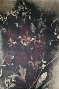 Vintage botanisk uttoning av Stefano Mazzolini