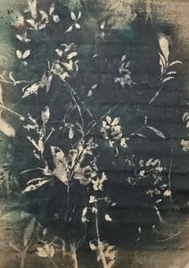 Vintage botaniske silhuetter av Stefano Mazzolini