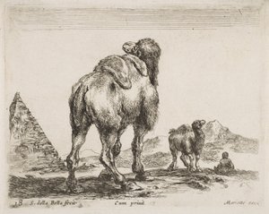 Kamel sett bakfra, pub. 1641 fra Diversi Animali