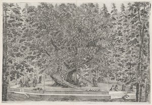De bewoonde boom in the garden van Villa Pratolino Villa Pratolino (serietittel) Vues de la villa de Pratolino (serietittel) av Stefano della Bella