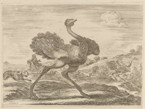 Strutsjakt. av Stefano della Bella