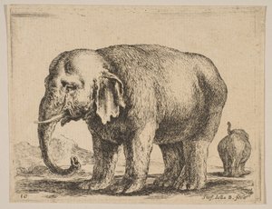 Plate 10: elefant, fra Diverse dyr Diversi animali, ca. 1641. av Stefano della Bella