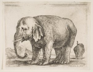 Plate 10: elefant, fra Diverse dyr Diversi animali, ca. 1641. av Stefano della Bella