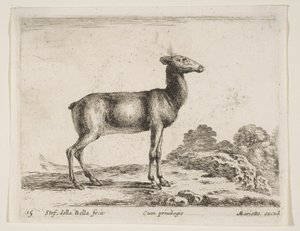 Plate 15: doe, fra Diverse dyr Diversi animali, ca. 1641. av Stefano della Bella