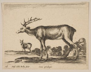 Plate 16: hjort, fra Diverse dyr Diversi animali, ca. 1641. av Stefano della Bella