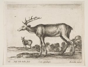 Plate 16: hjort, fra Diverse dyr Diversi animali, ca. 1641. av Stefano della Bella