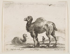 Plate 17: kameler, fra Diverse dyr Diversi animali, ca. 1641. av Stefano della Bella