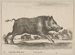 Plate 19: villsvin, fra Diverse dyr Diversi animali, ca. 1641. av Stefano della Bella