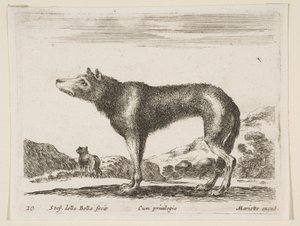 Plate 20: ulv, fra Diverse dyr Diversi animali, ca. 1641. av Stefano della Bella
