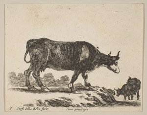 Plate 7: ku, fra Diverse dyr Diversi animali, ca. 1641. av Stefano della Bella